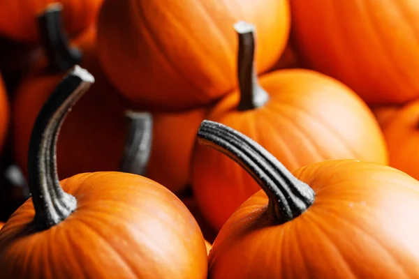 Veel Oranje Pompoenen Achtergrond Halloween Vakantie Concept — Stockfoto