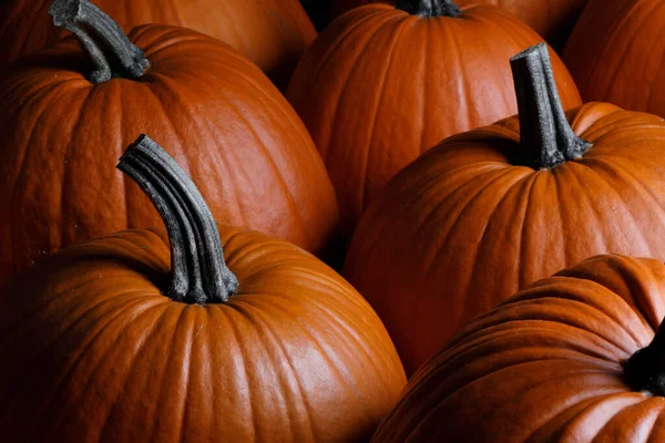 Många Orange Pumpor Bakgrund Halloween Semester Koncept — Stockfoto