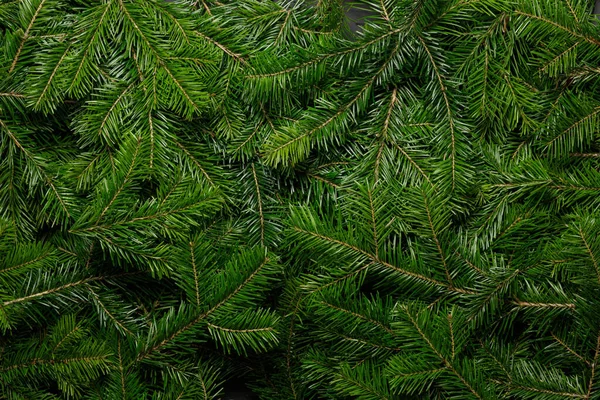 Natuurlijke Achtergrond Van Kerst Sparren Sparren Boom Takken Wintervakantie Ontwerp — Stockfoto