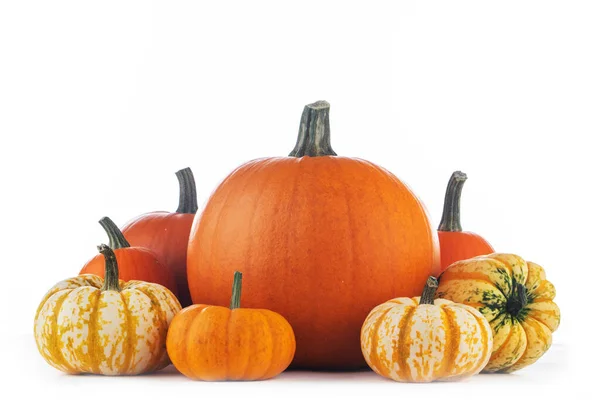 Surtido Calabazas Cosechadas Otoño Aisladas Sobre Fondo Blanco Concepto Vacaciones —  Fotos de Stock