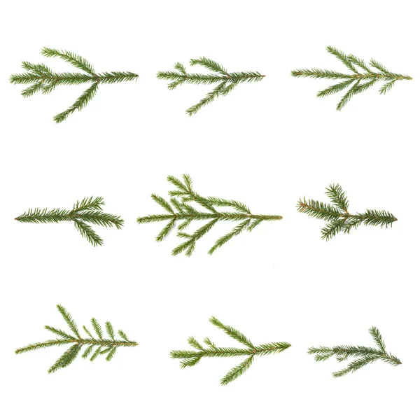 Evergreen Vánoční Jedle Borovice Větev Set Bílém Designu — Stock fotografie