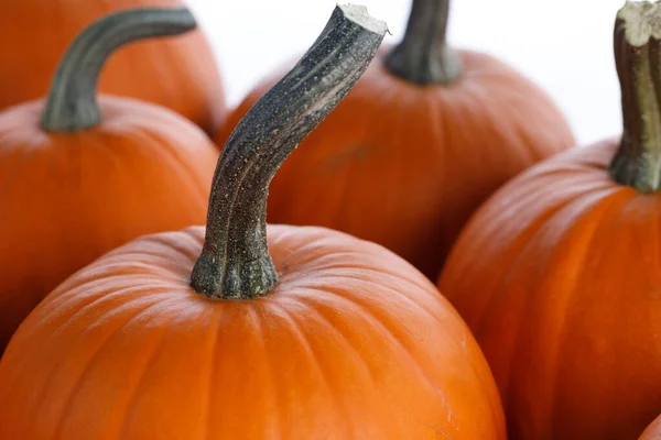 Veel Pompoenen Collectie Herfstmarkt — Stockfoto