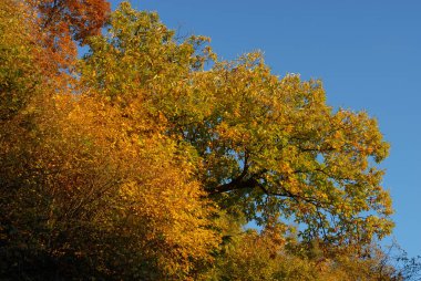 En iyi ağaç yapraklar. Sonbahar sezon