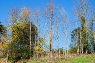 Sonbahar yeşillik mevsimi