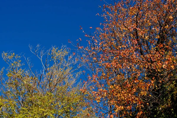 Feuillage supérieur des arbres. Saison d'automne — Photo