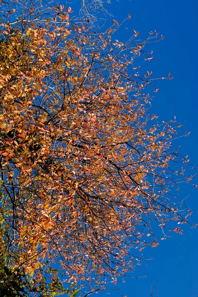 Hoogste boom gebladerte. Herfst seizoen — Stockfoto
