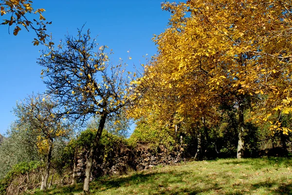 Árbol cubierto de follaje amarillo. Temporada de otoño — Foto de Stock