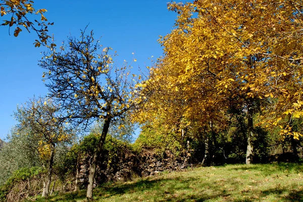 Albero ricoperto di fogliame giallo. Stagione autunnale — Foto Stock