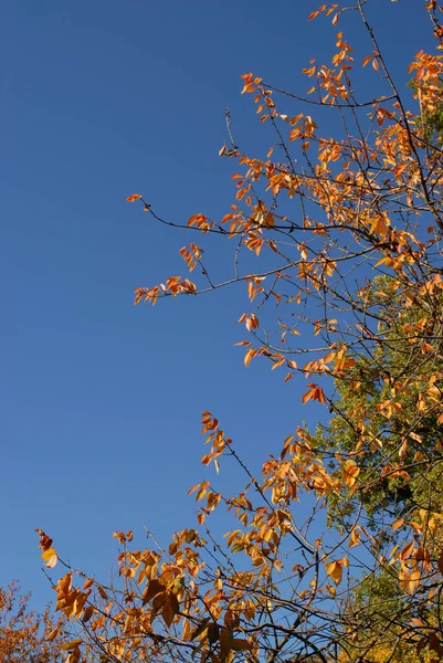Drzewo góra liści. Sezon jesień — Zdjęcie stockowe