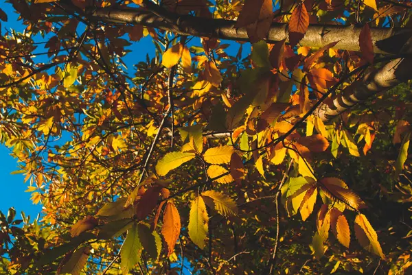 Zbliżenie góry drzewa liści. Sezon jesień — Zdjęcie stockowe