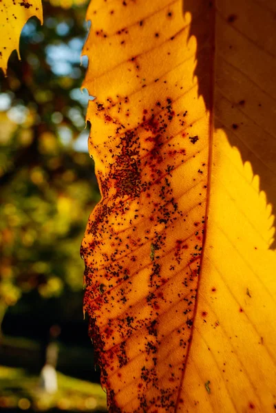 Feuilles de gros plan des arbres supérieurs. Saison d'automne — Photo