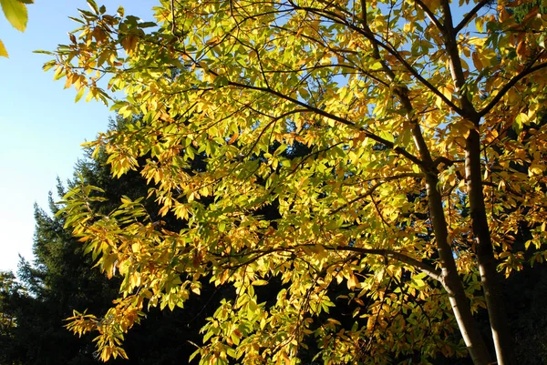 Hoogste boom gebladerte. Herfst seizoen — Stockfoto