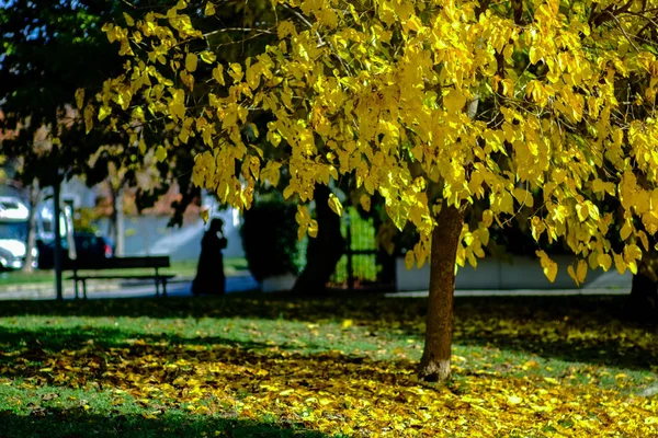 Drzewa pokryte żółtych liści. Sezon jesień — Zdjęcie stockowe