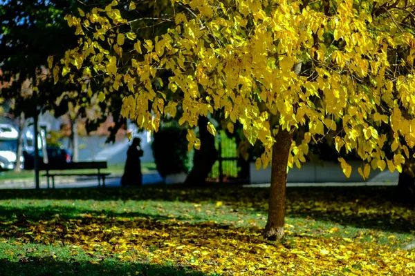 Arbre couvert de feuillage jaune. Saison d'automne — Photo