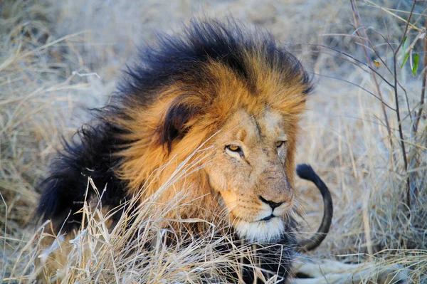 Південна Африка Лев лежачи на Саванна — стокове фото