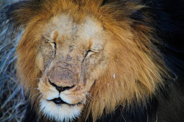 南非狮躺在萨凡纳 — 图库照片