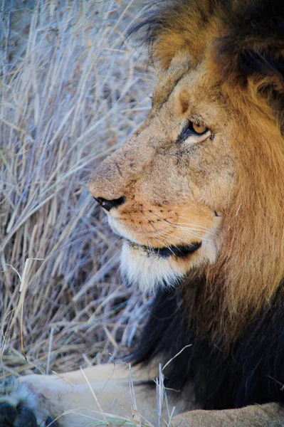 Soutg 非洲狮在萨凡纳的私人游戏保护区内 — 图库照片