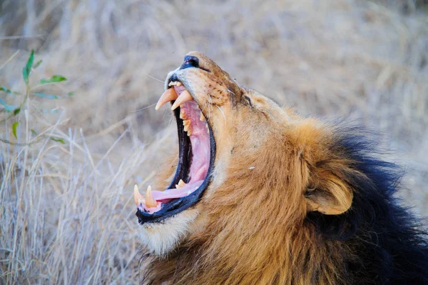 Savannah'ın üzerinde çığlık Güney Afrika aslanı