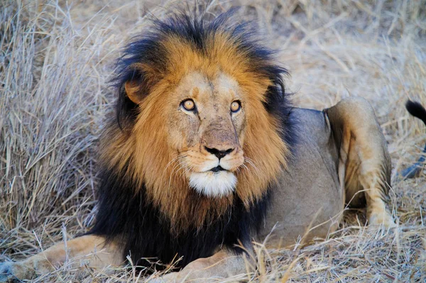 Afrique du Sud lion couché sur la savane — Photo