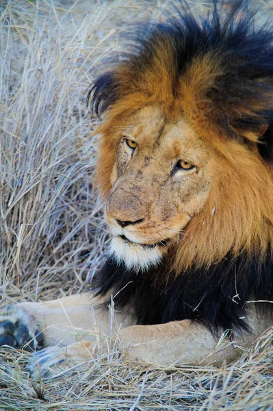 Leone sudafricano sdraiato sulla savana — Foto Stock