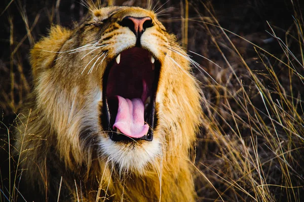Південна Африка Лев кричати на савані — стокове фото