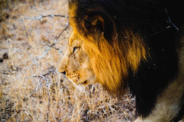 Південна Африка Лев крупним планом — стокове фото