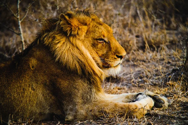 Jižní Afrika lva detailní — Stock fotografie