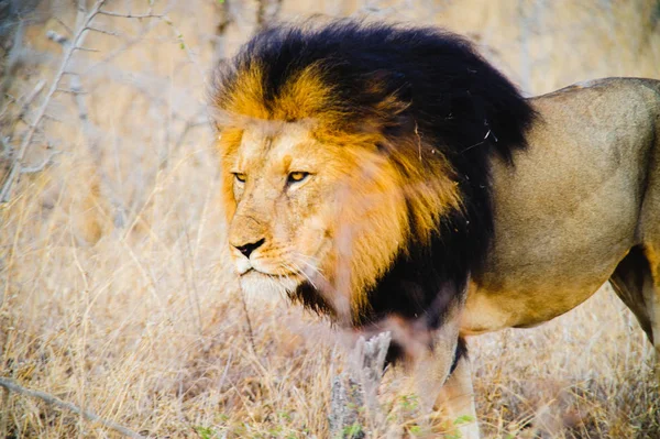 Південна Африка Лев крупним планом — стокове фото