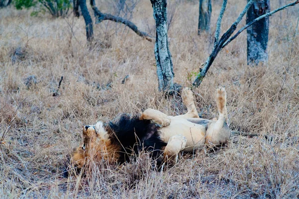Nahaufnahme südafrikanischer Löwen — Stockfoto