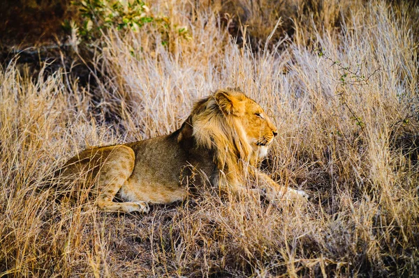 Крупный план льва ЮАР — стоковое фото