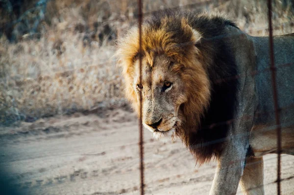 Південна Африка Лев поруч з охорони кордону — стокове фото