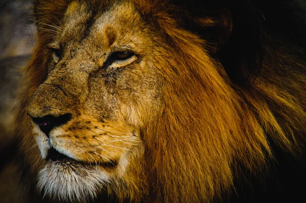 South Africa lion closeup — Stock Photo, Image