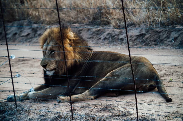 Leão da África do Sul ao lado de uma fronteira de proteção — Fotografia de Stock