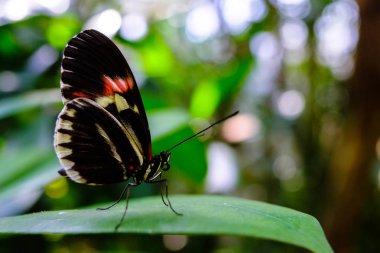 Siyah kelebek yeşillik üzerinde rahatlatır
