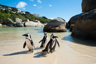Plajda penguenler