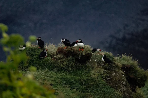 Islândia puffins relaxando em um penhasco — Fotografia de Stock