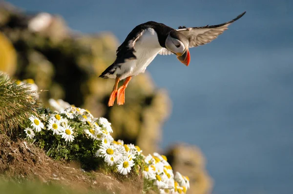 Puffin Islândia Decolando Penhasco Durante Temporada Verão — Fotografia de Stock