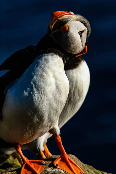 Islândia puffins relaxando em um penhasco — Fotografia de Stock