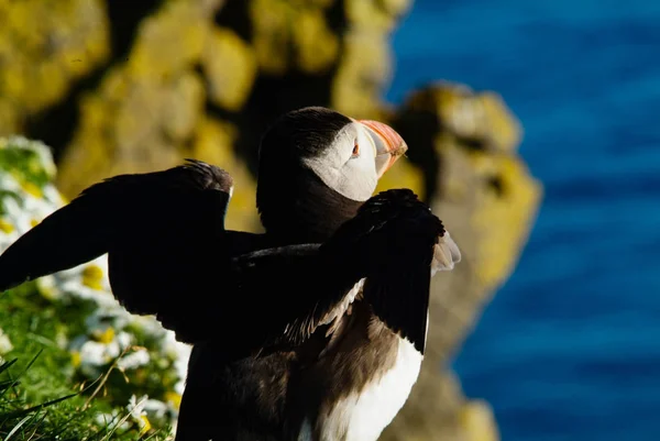 Islândia puffins relaxando em um penhasco — Fotografia de Stock