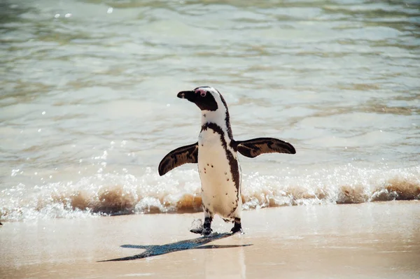 Einzelner Pinguin am Strand — Stockfoto