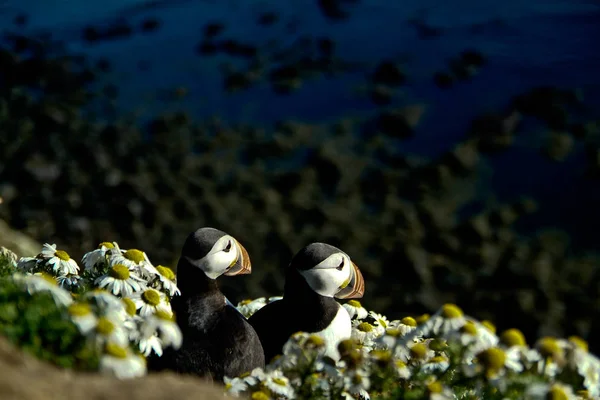 Islândia puffins relaxando em um penhasco — Fotografia de Stock