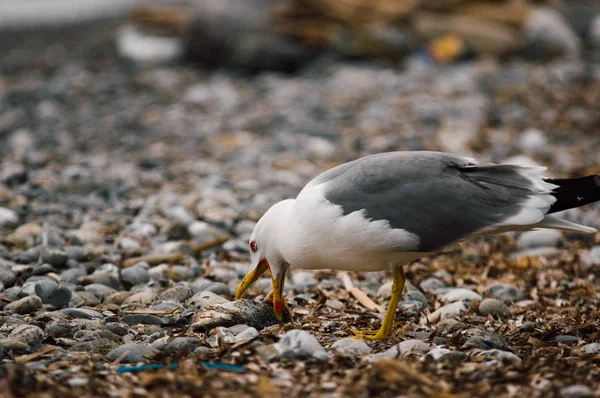 海鳥が魚を捕る — ストック写真