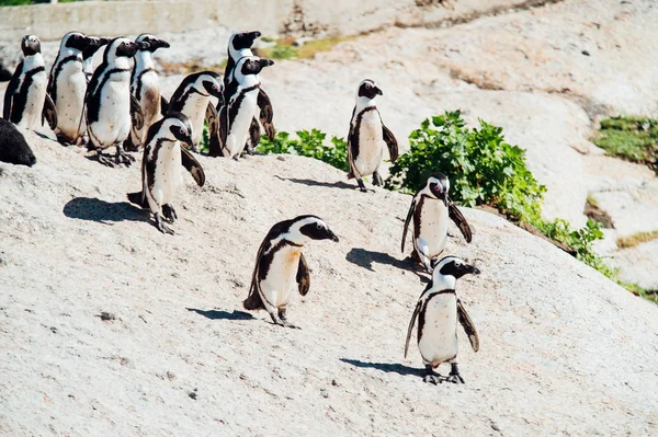 Pingviner på stranden — Stockfoto