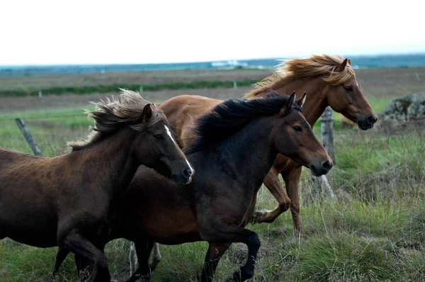 Islandshästar med ingen runt — Stockfoto