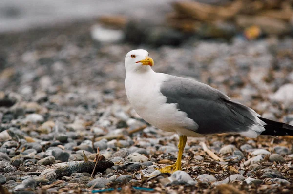 Peces de captura de aves marinas — Foto de Stock