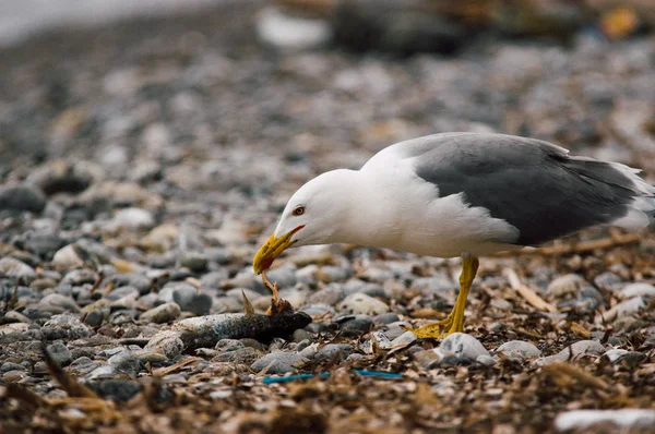 Peces de captura de aves marinas — Foto de Stock