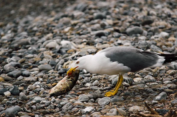 海鳥が魚を捕る — ストック写真