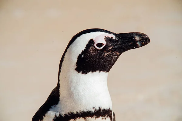Один пінгвін на пляжі — стокове фото