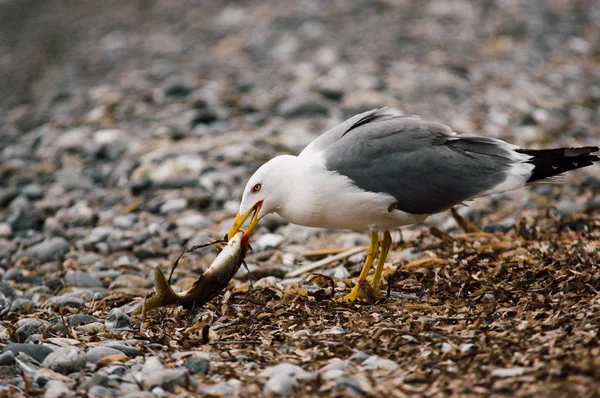 Ocean White Bird Captura Empezar Comer Pez Una Playa Piedra — Foto de Stock