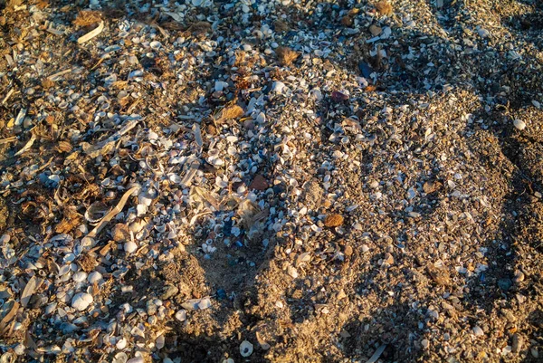Regular shaped seashells on the sand beach — Stock Photo, Image
